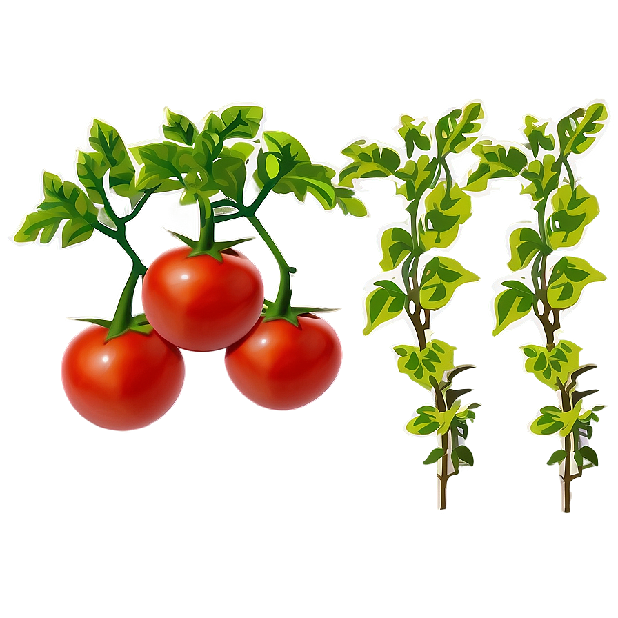 Tomato Plant Soil Png Sea42 PNG Image