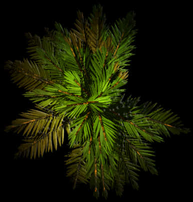 Top Down Viewof Palm Tree PNG Image