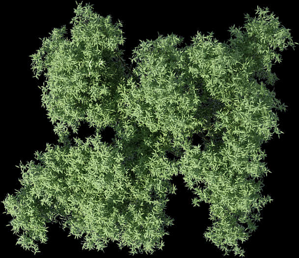 Top View Green Tree Canopy PNG Image