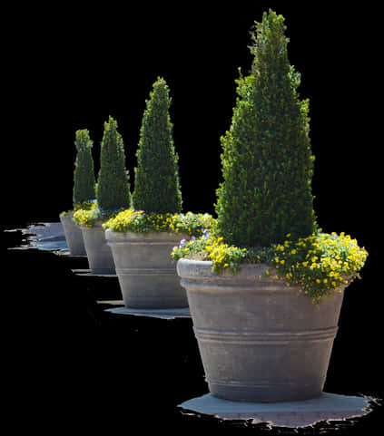 Topiary Conesin Flower Pots PNG Image