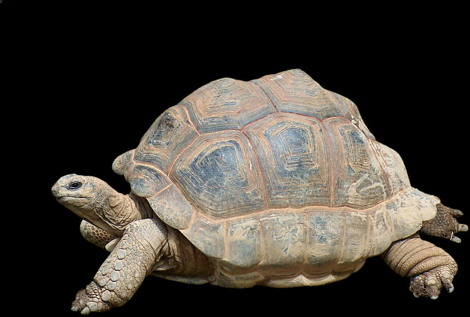 Tortoise Profile Black Background PNG Image