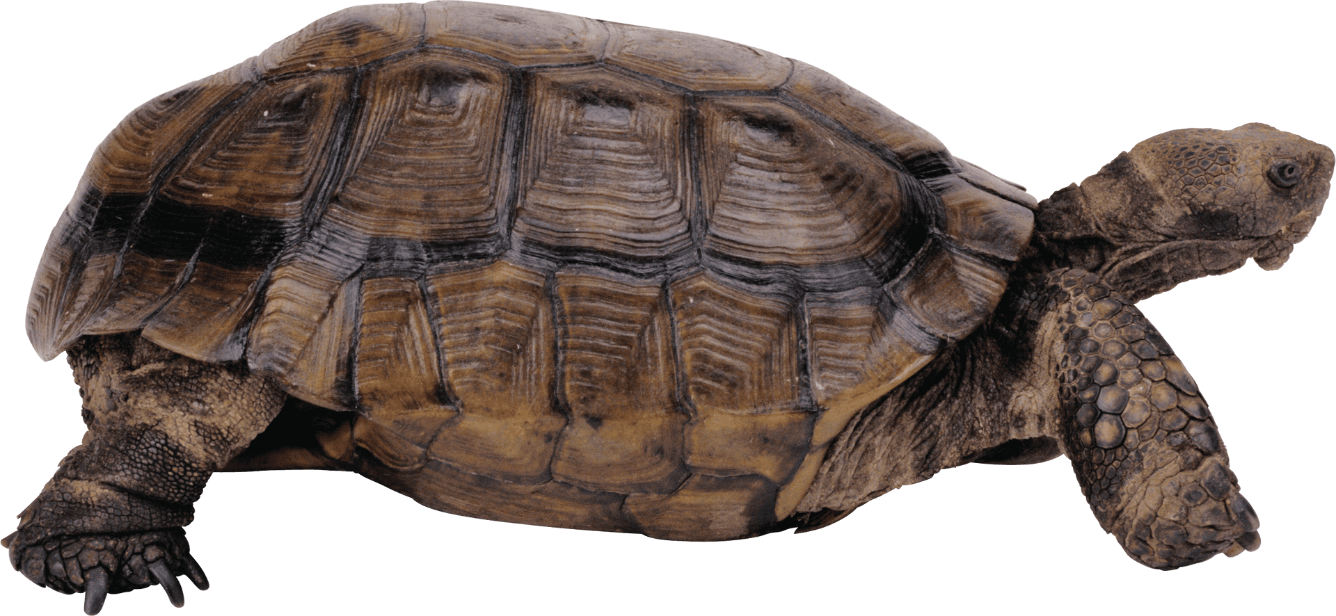 Tortoise Side View Transparent Background PNG Image