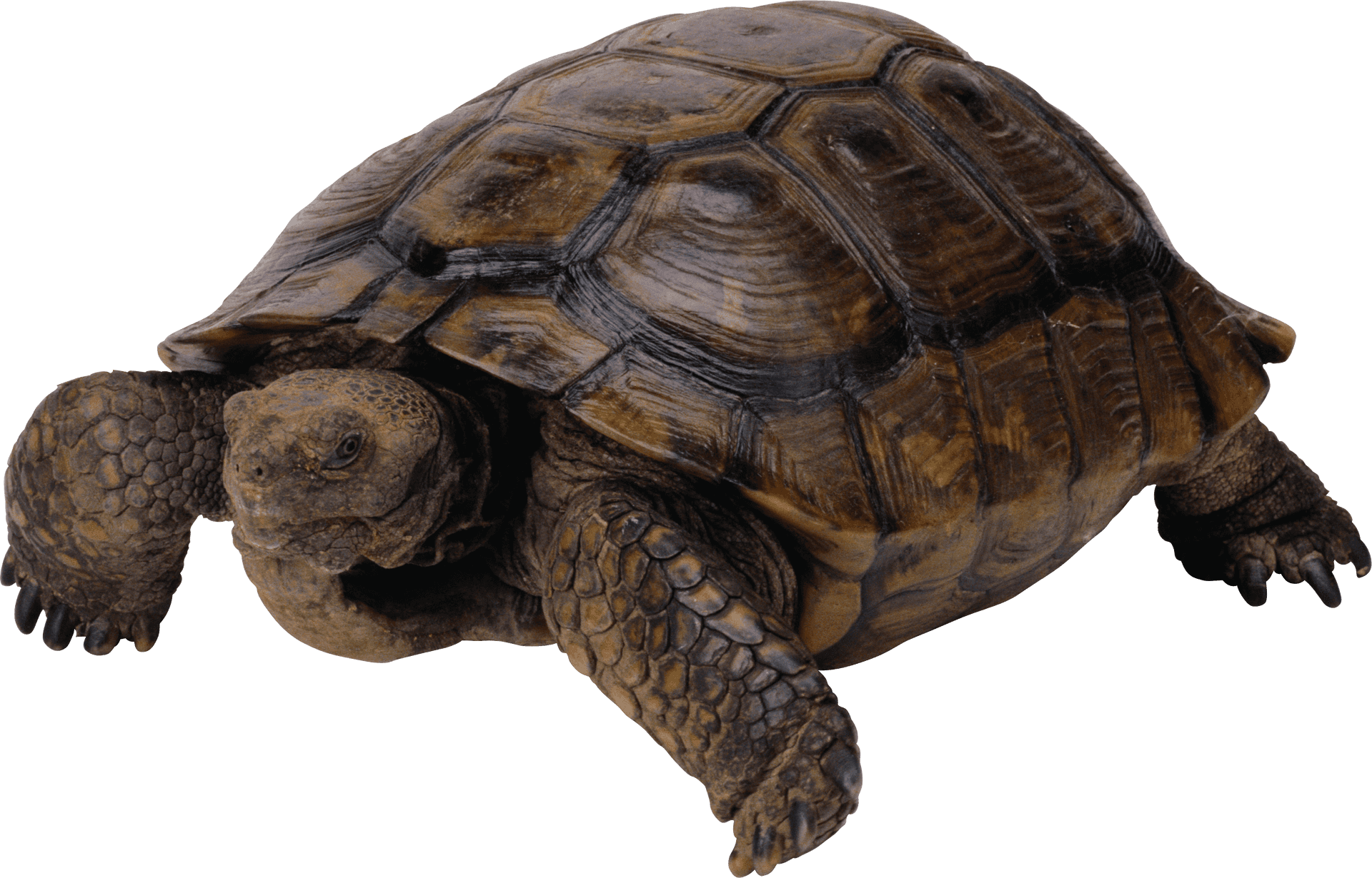 Tortoiseon Transparent Background.png PNG Image