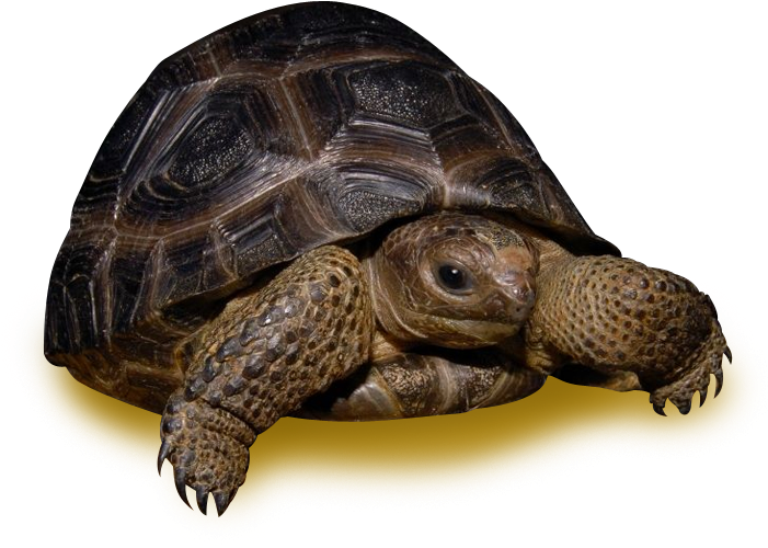 Tortoiseon Yellow Background.png PNG Image