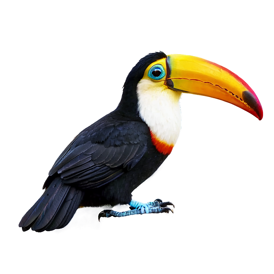 Toucan A PNG Image