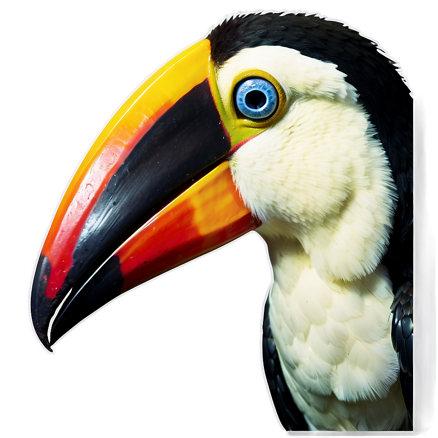 Toucan Bird Closeup Png Gdd80 PNG Image