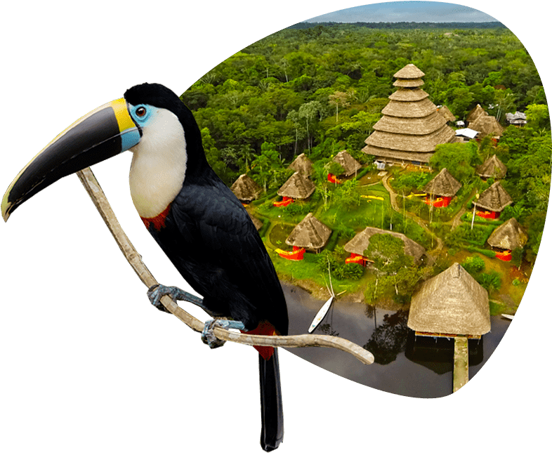 Toucan Overlooking Rainforest Village PNG Image