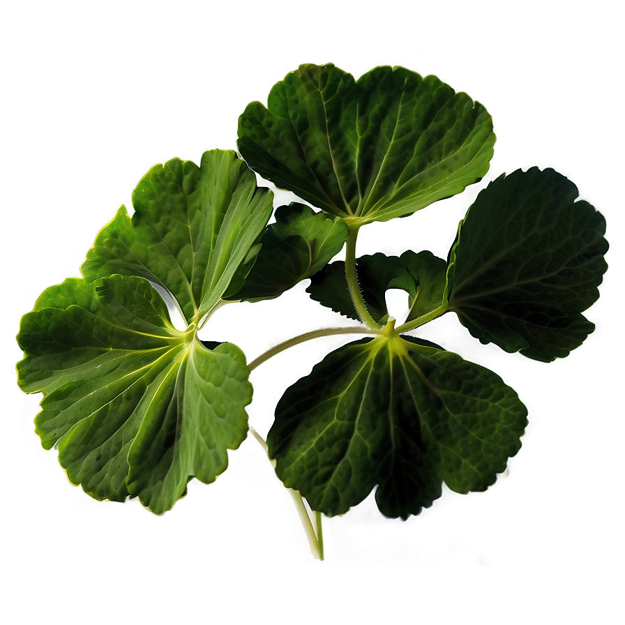 Traditional Geranium Leaf Png 06252024 PNG Image