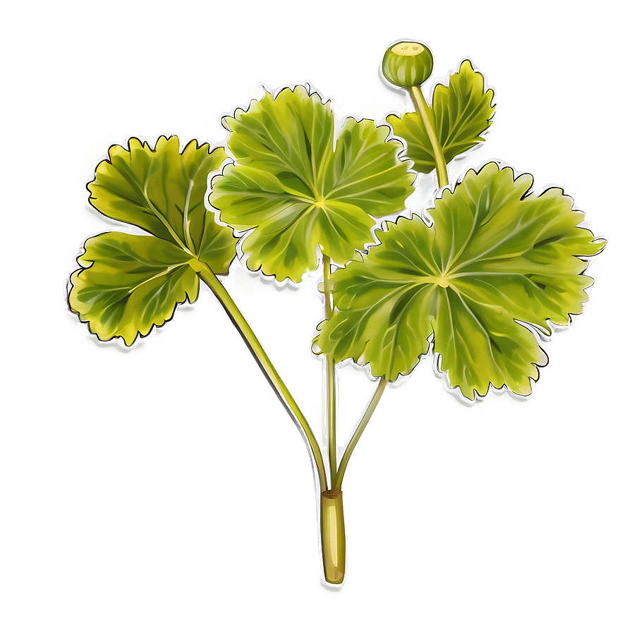 Traditional Geranium Leaf Png 06252024 PNG Image