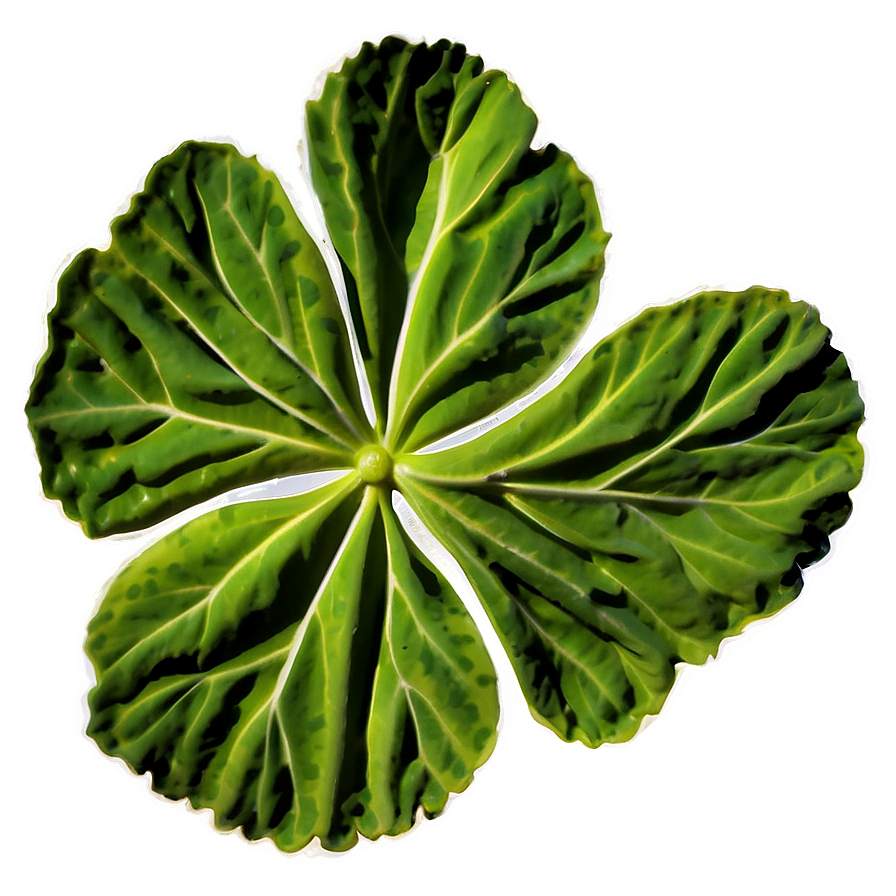 Traditional Geranium Leaf Png Eew46 PNG Image