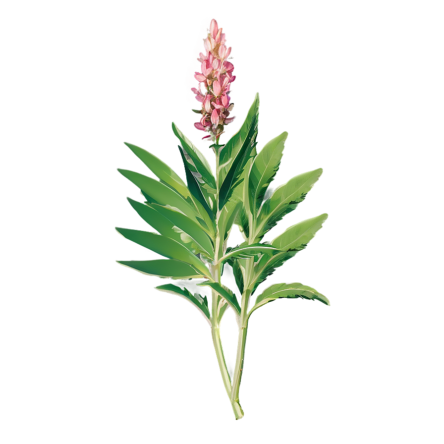 Traditional Herb Png 71 PNG Image