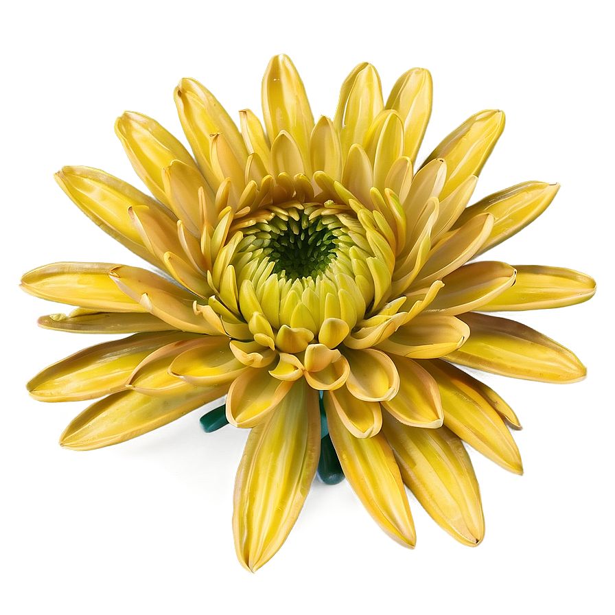 Tranquil Chrysanthemum Png 53 PNG Image