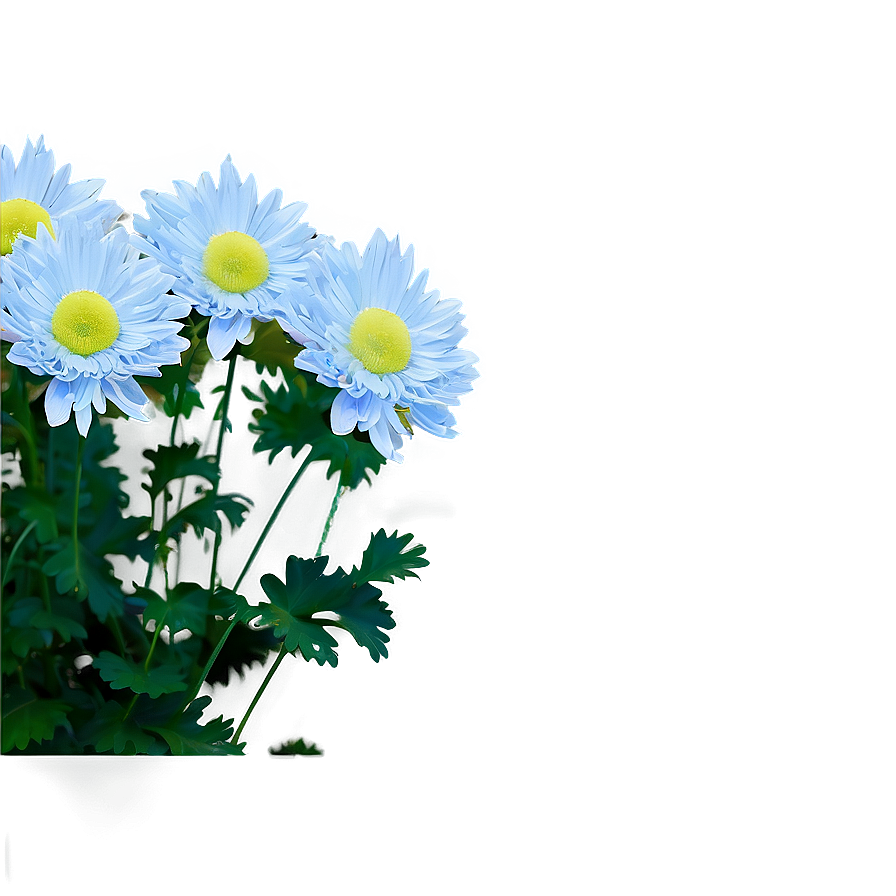 Tranquil Chrysanthemum Png 89 PNG Image