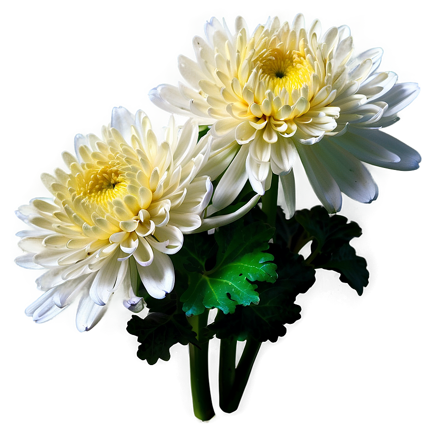 Tranquil Chrysanthemum Png Pmb63 PNG Image