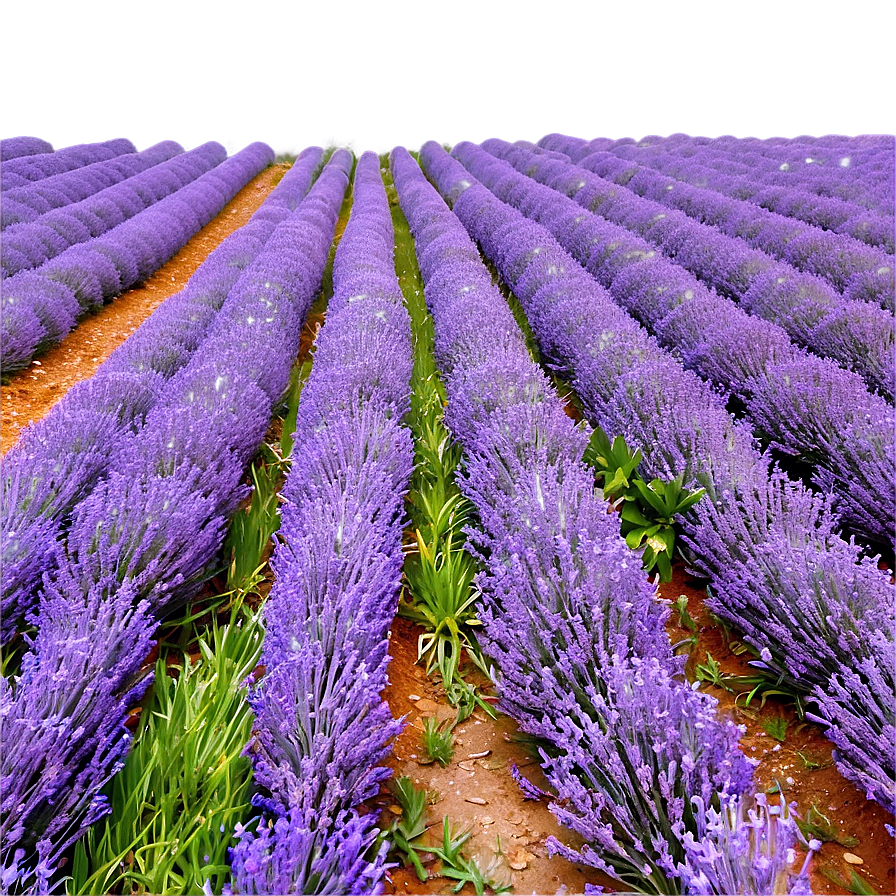 Tranquil Lavender Field Png 06132024 PNG Image