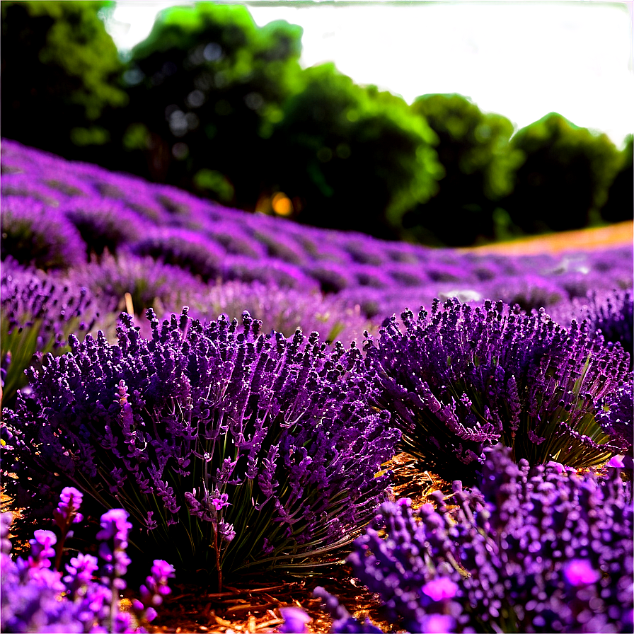 Tranquil Lavender Field Png Syp PNG Image