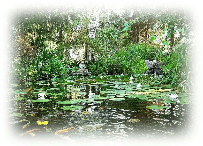 Tranquil Pondwith Koiand Lilies PNG Image