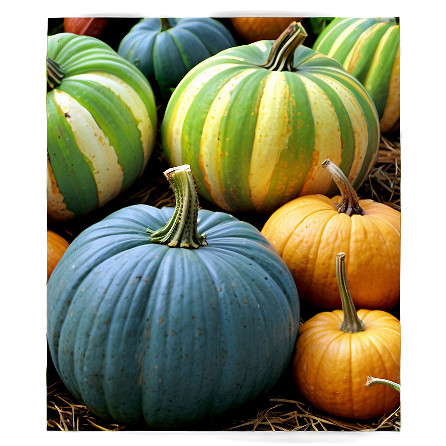 Tranquil Pumpkin Patch Morning Png Nqn21 PNG Image