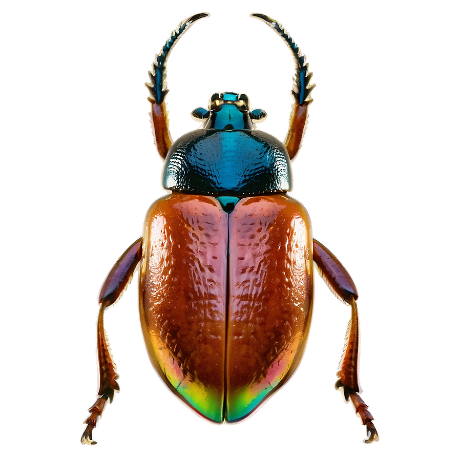 Transparent Background Beetle Png 06242024 PNG Image