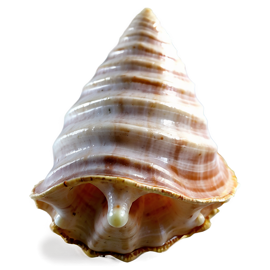 Transparent Background Conch Shell Png Mxc PNG Image