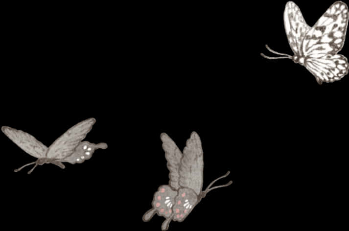 Transparent Butterflieson Black Background PNG Image