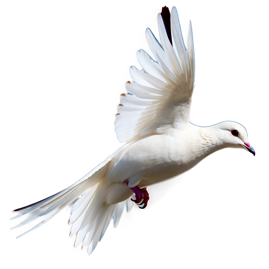 Transparent Dove Png 17 PNG Image