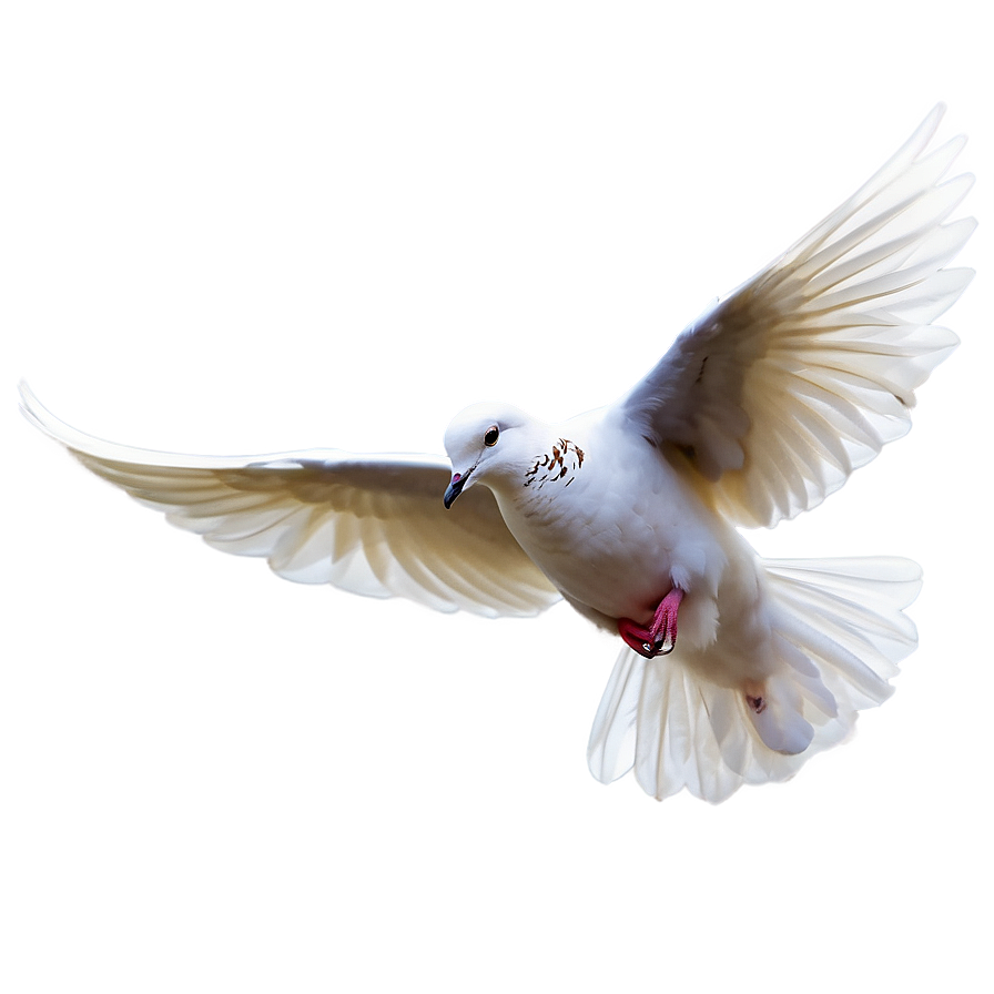 Transparent Dove Png Ugs PNG Image