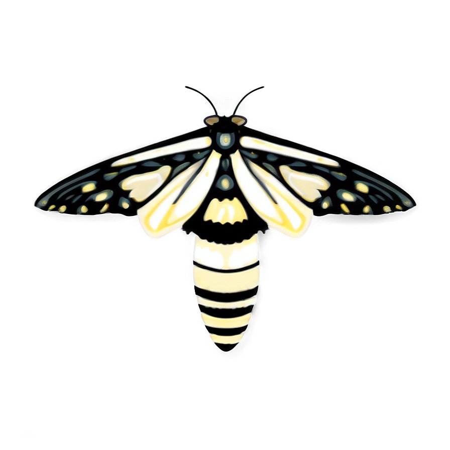 Transparent Moth Png 05242024 PNG Image