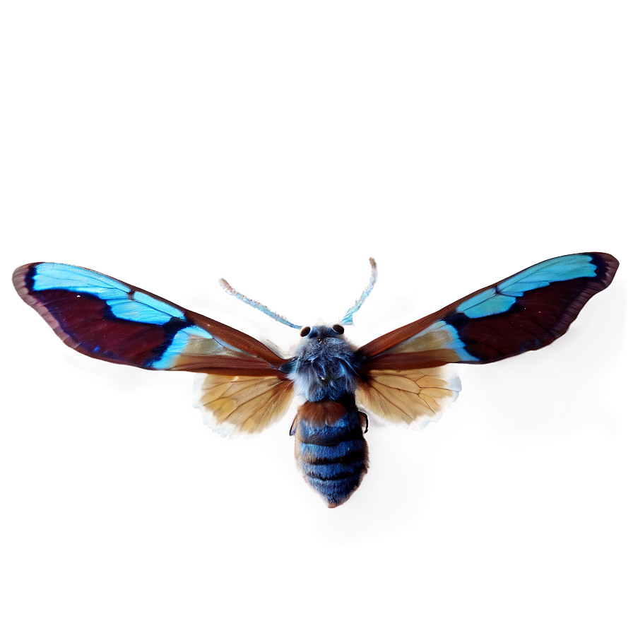 Transparent Moth Png 05242024 PNG Image