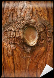 Tree Bark Closeup Transparent Background.png PNG Image