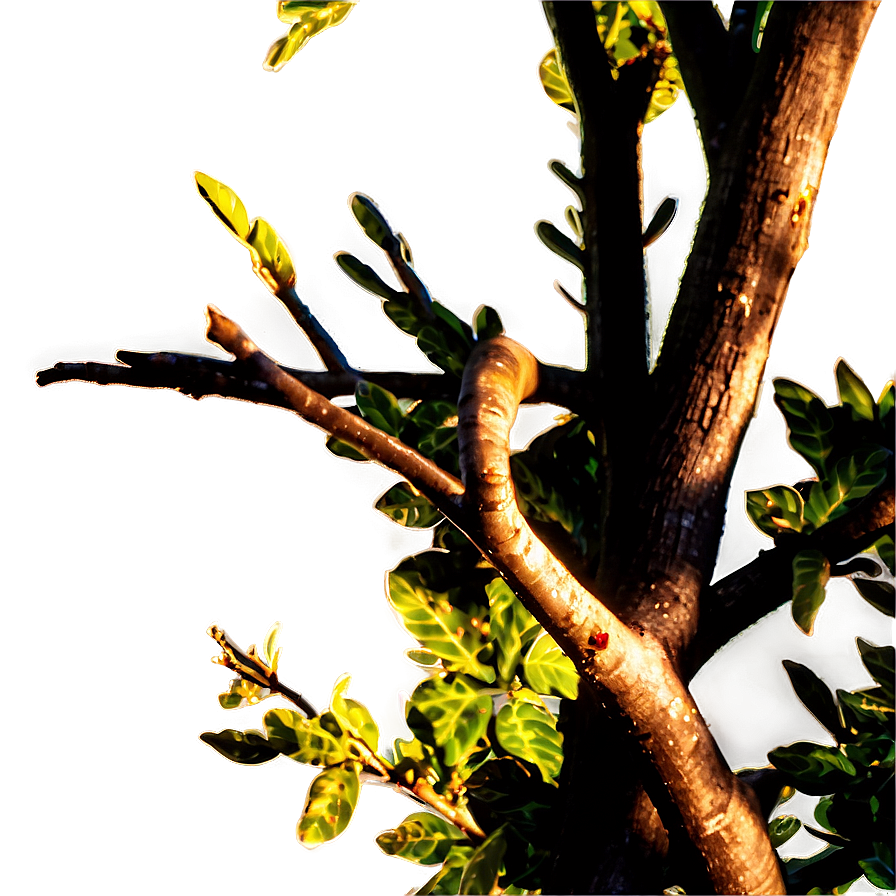 Tree Branch At Sunset Png Ekc PNG Image