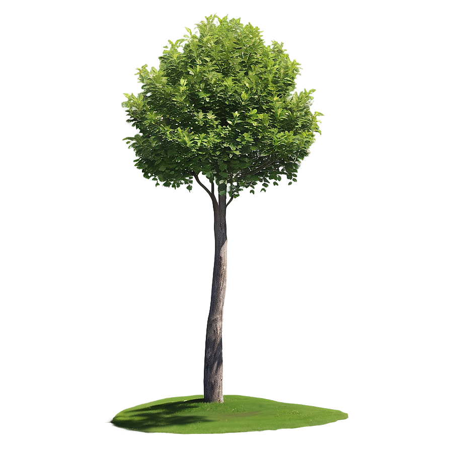 Tree Line Shadow Png Bxc PNG Image