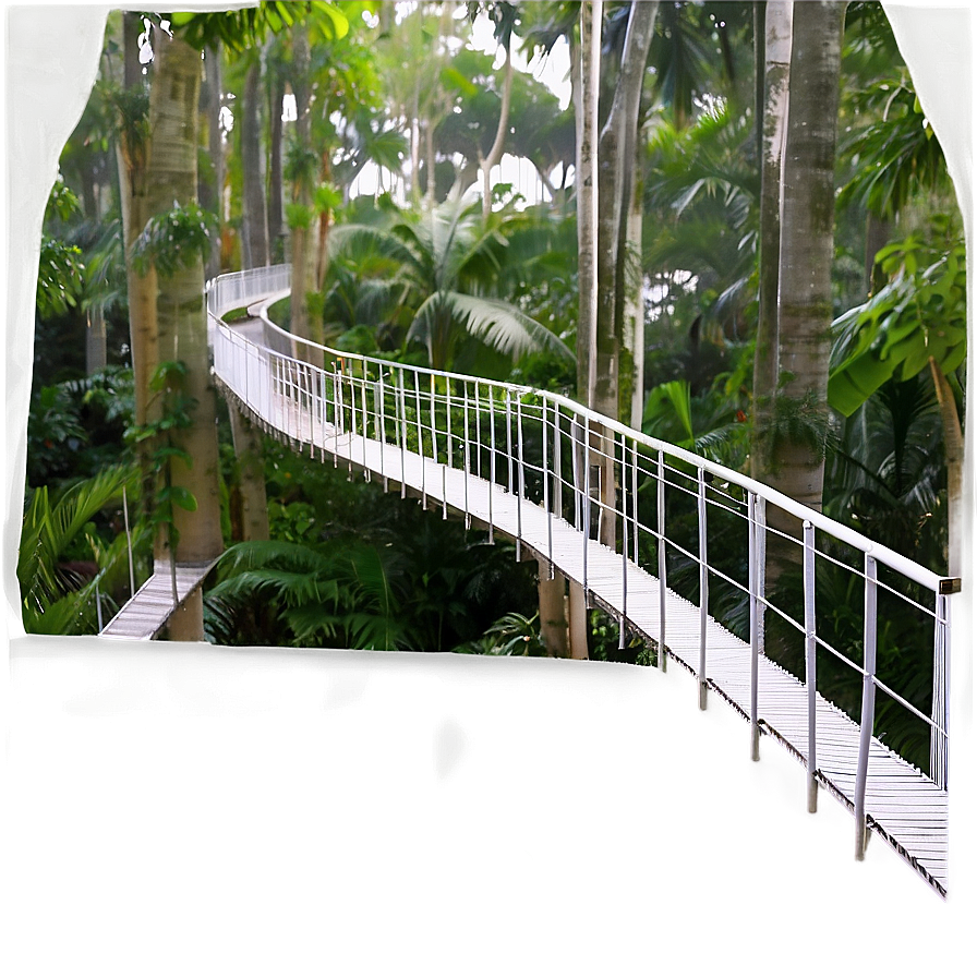 Tree Top Canopy Walkway View Png 87 PNG Image