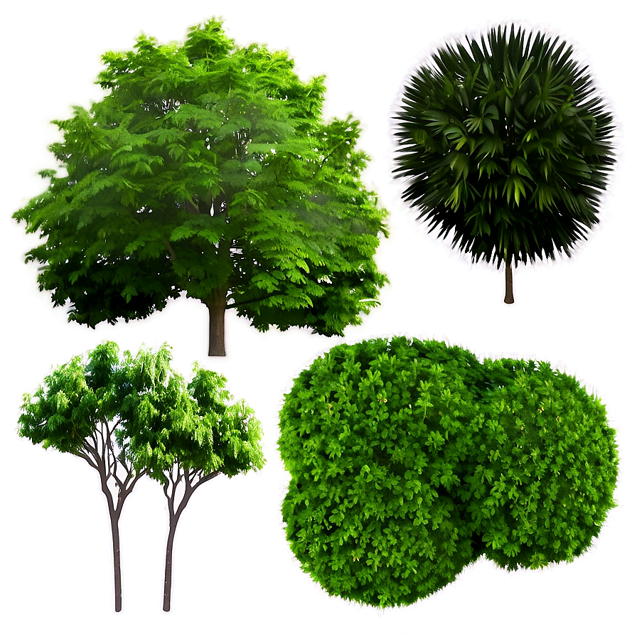 Tree Top View For Landscape Design Png Ncf PNG Image