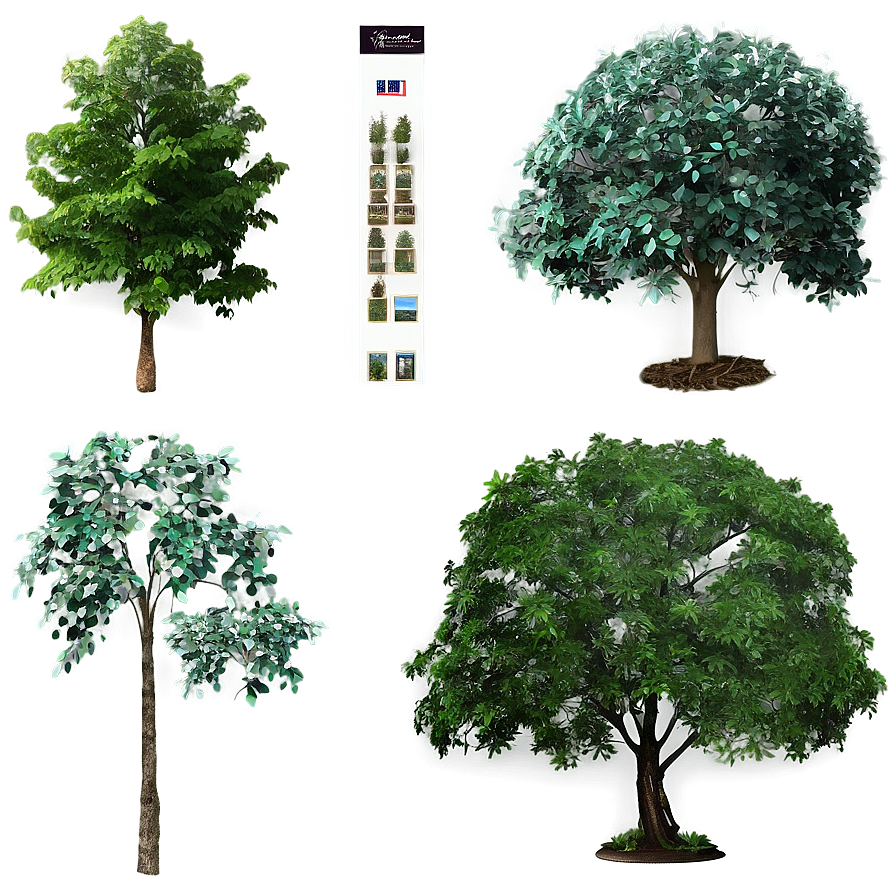 Trees C PNG Image