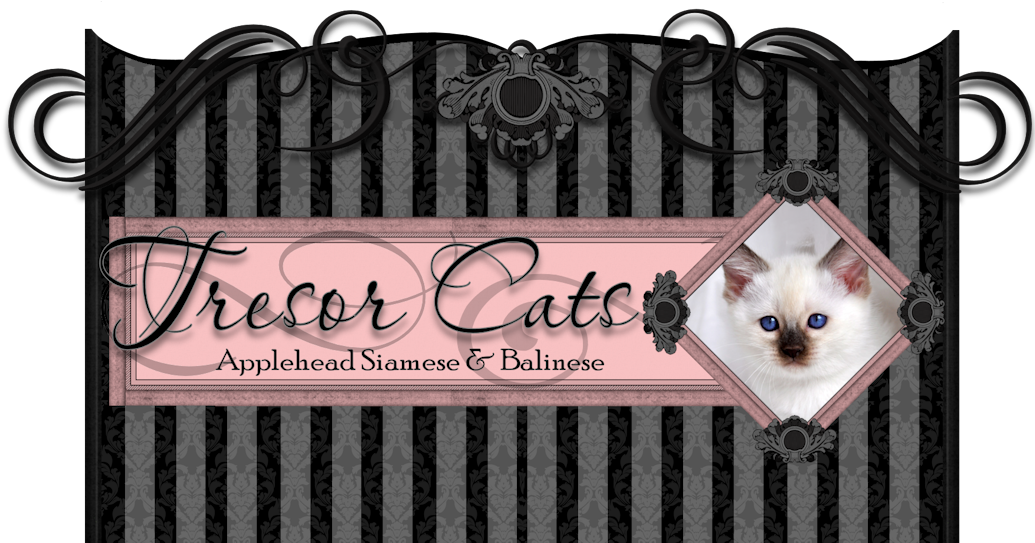 Tresor Cats Siamese Balinese Signage PNG Image