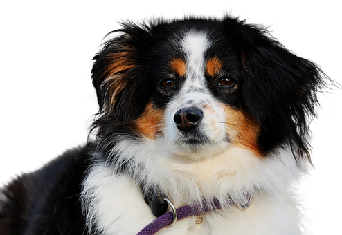 Tricolor Australian Shepherd Portrait PNG Image