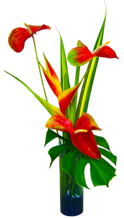 Tropical Anthuriumand Heliconia Arrangement PNG Image