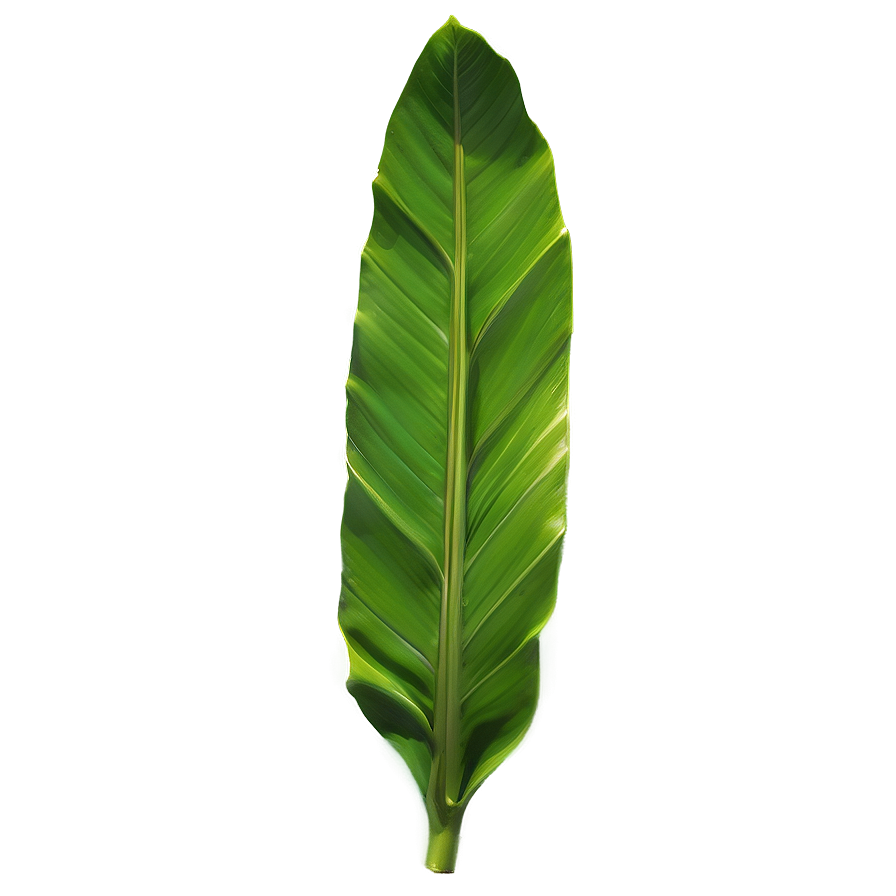 Tropical Banana Leaf Detail Png 12 PNG Image