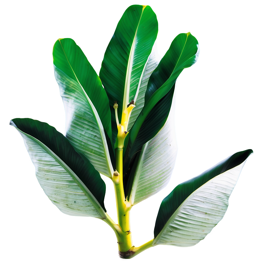 Tropical Banana Leaf Png Pxh98 PNG Image