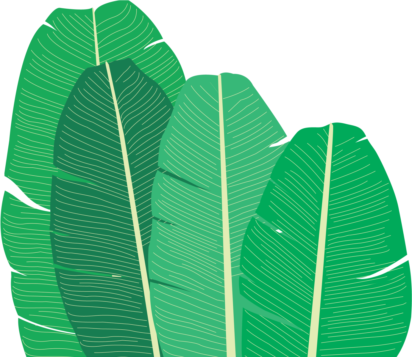 Tropical Banana Leaves Illustration PNG Image