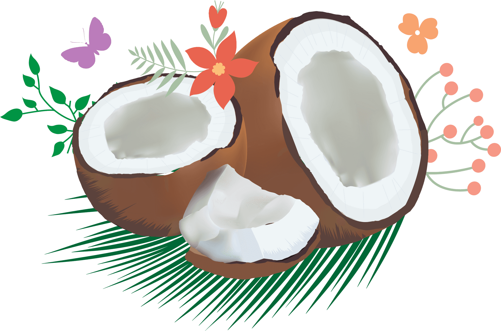 Tropical Coconut Halves Vector PNG Image