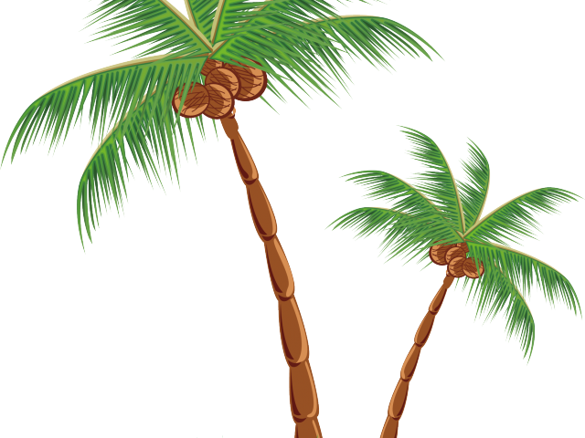 Tropical Coconut Palms PNG Image