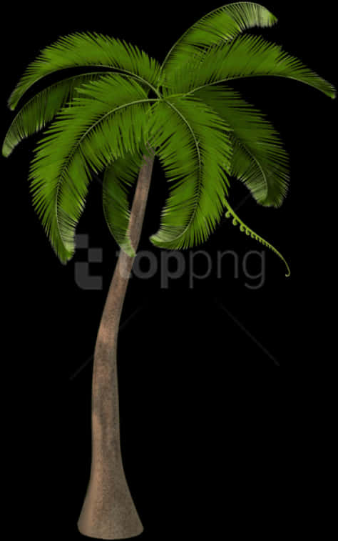 Tropical Coconut Tree Illustration PNG Image