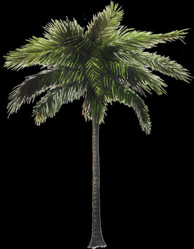 Tropical Coconut Tree Illustration PNG Image