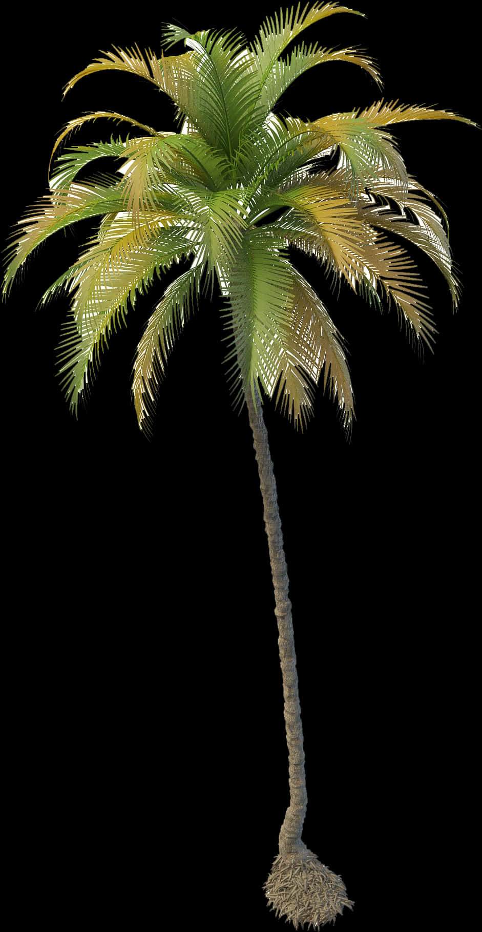 Tropical Coconut Tree Isolated PNG Image