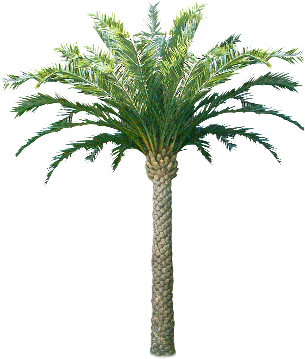 Tropical Coconut Tree Isolated PNG Image