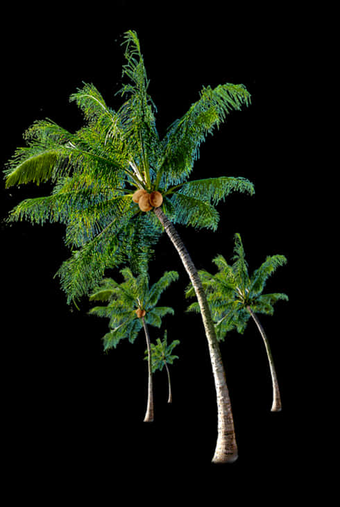 Tropical Coconut Trees Against Black Background PNG Image