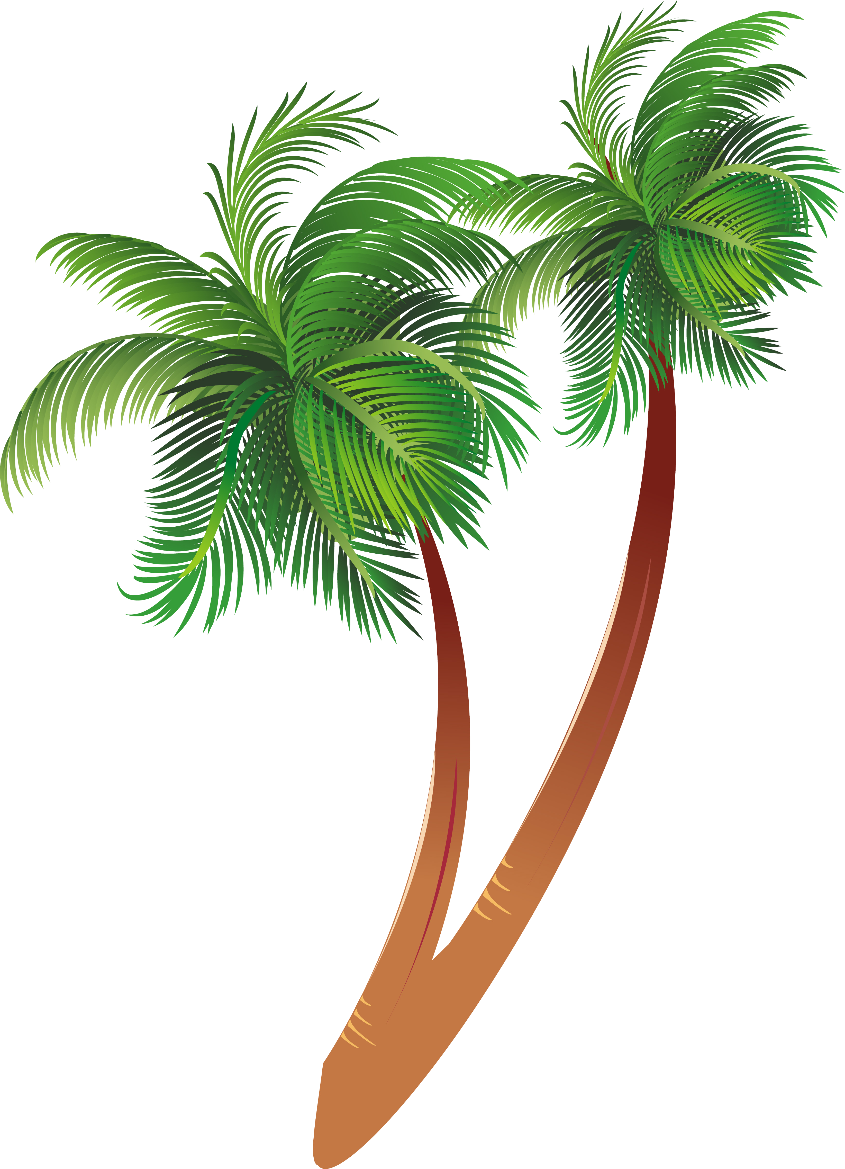 Tropical Coconut Trees Illustration PNG Image