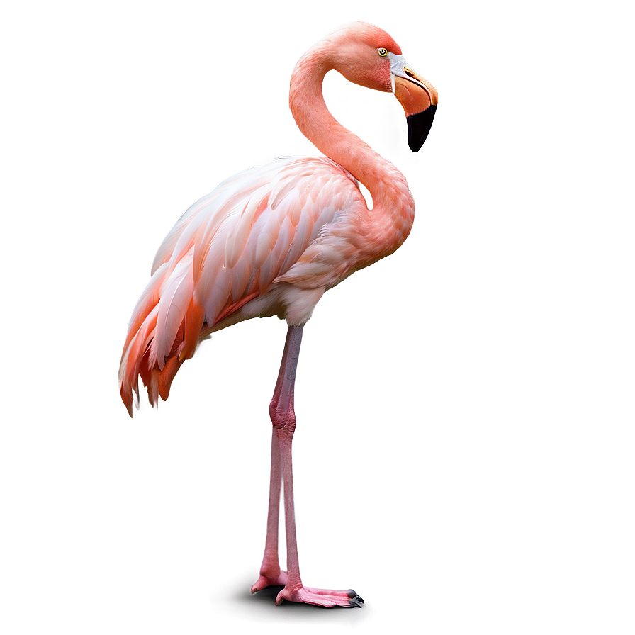 Tropical Flamingo Vacation Png Eoy PNG Image